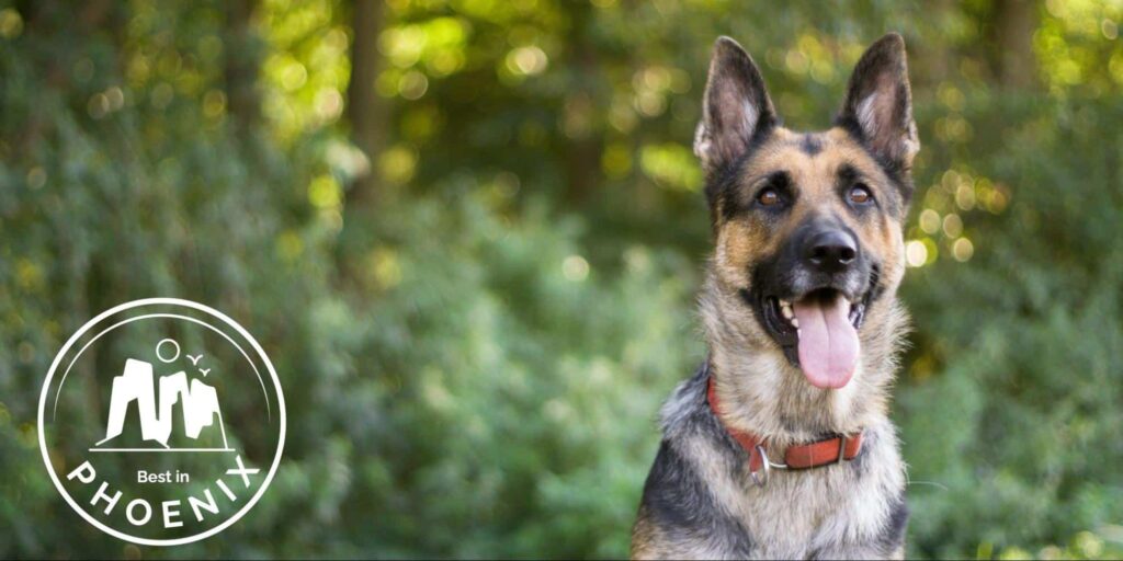 5 Best Places for Dog Training in Phoenix