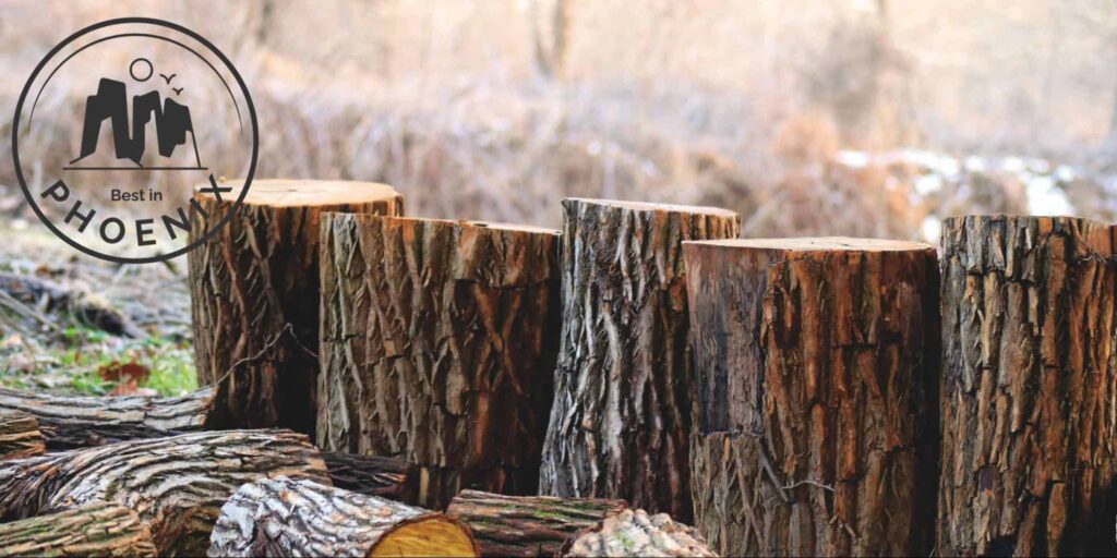 5 Best Tree Removal Services in Phoenix