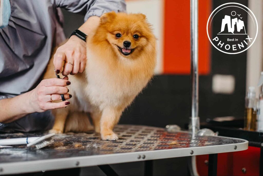 Top 5 Dog Grooming Services in Phoenix