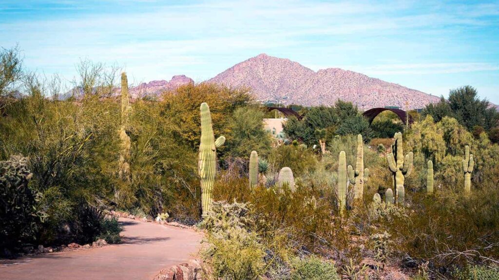 Visit the Desert Botanical Garden.