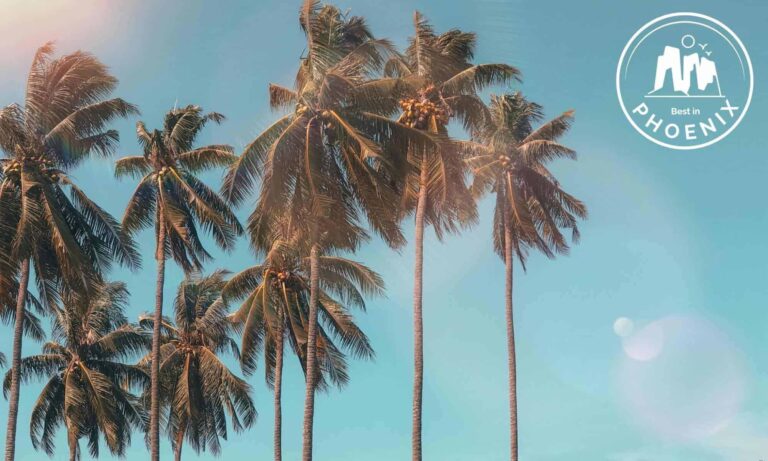 Why does Phoenix have palm trees? [2026]
