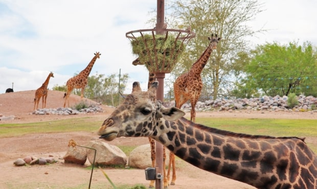 Get acquainted with wildlife at Phoenix Zoo