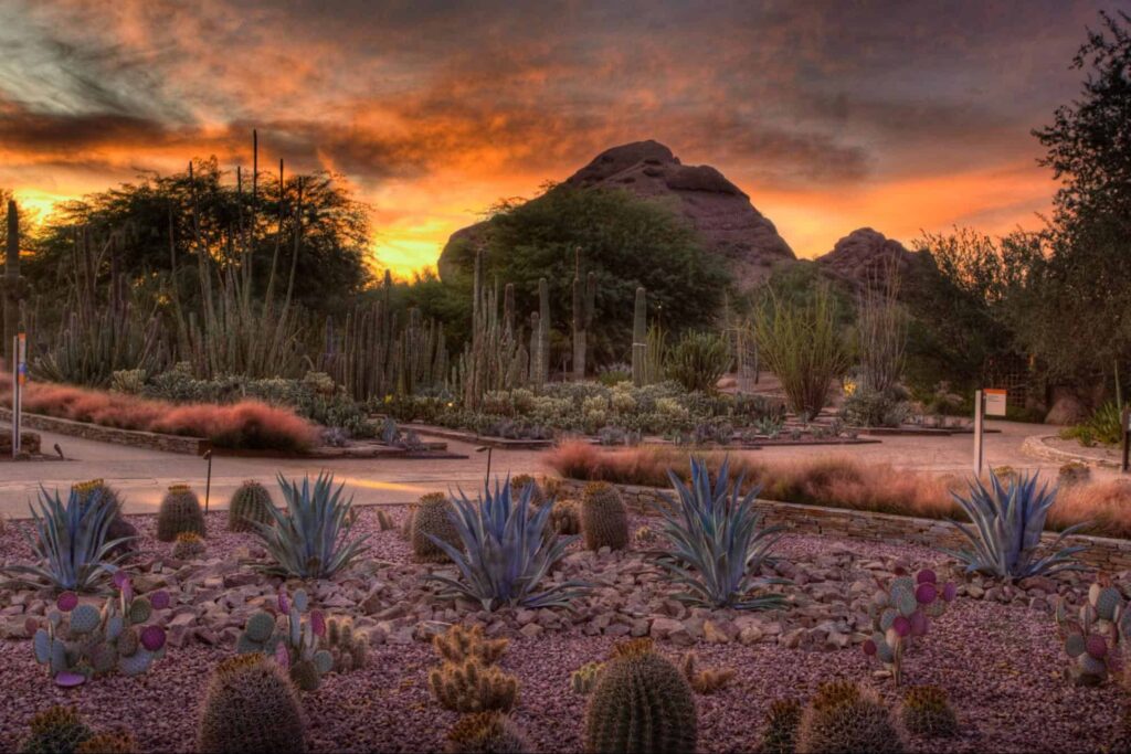 Walk through the paths of Desert Botanical Garden