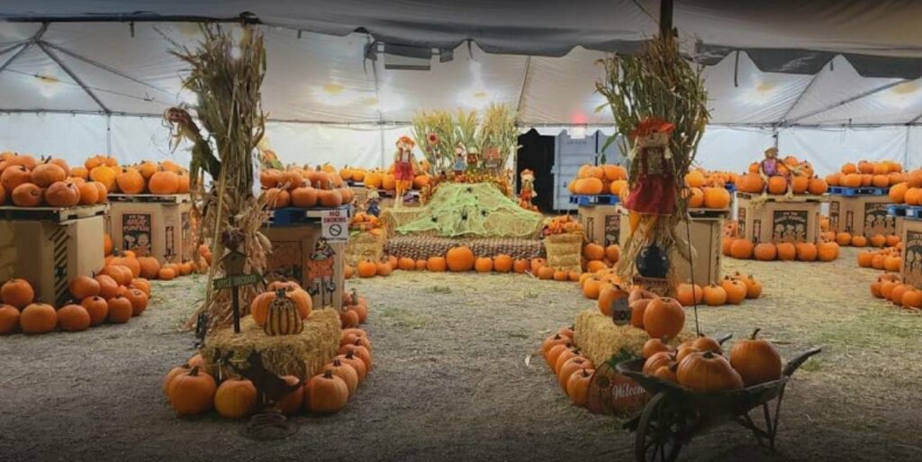 Arizona Pumpkin Patch