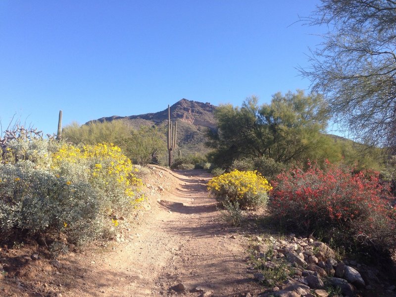 Blevins Trail