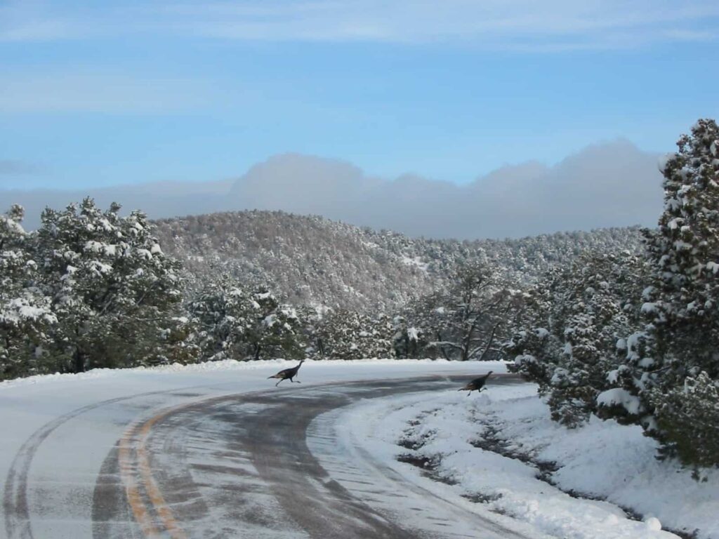Coronado Trail Scenic Byway