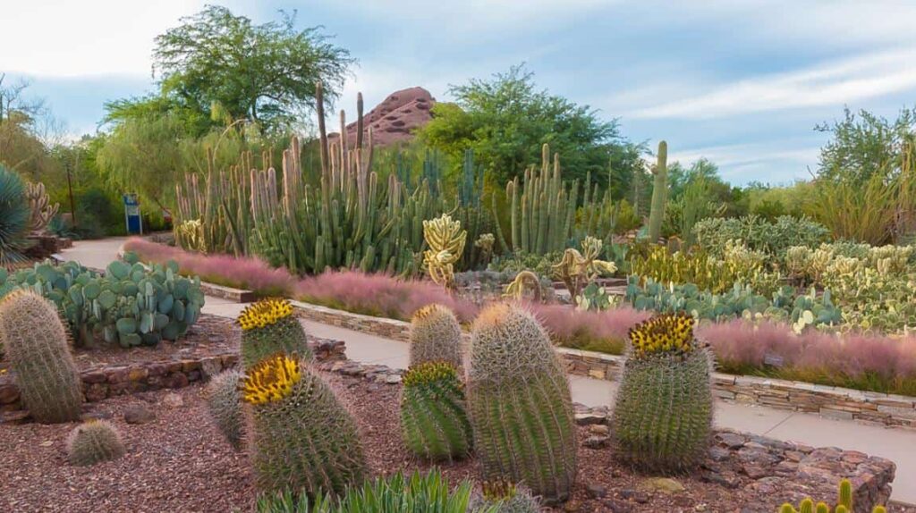 Explore the garden trails of the Desert Botanical Garden