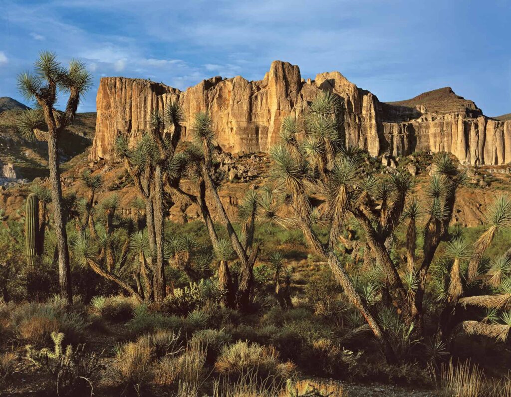 Joshua Forest Scenic Road