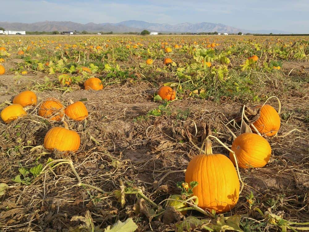 Marana Pumpkin Patch