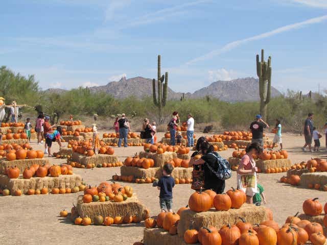 Schnepf Farms