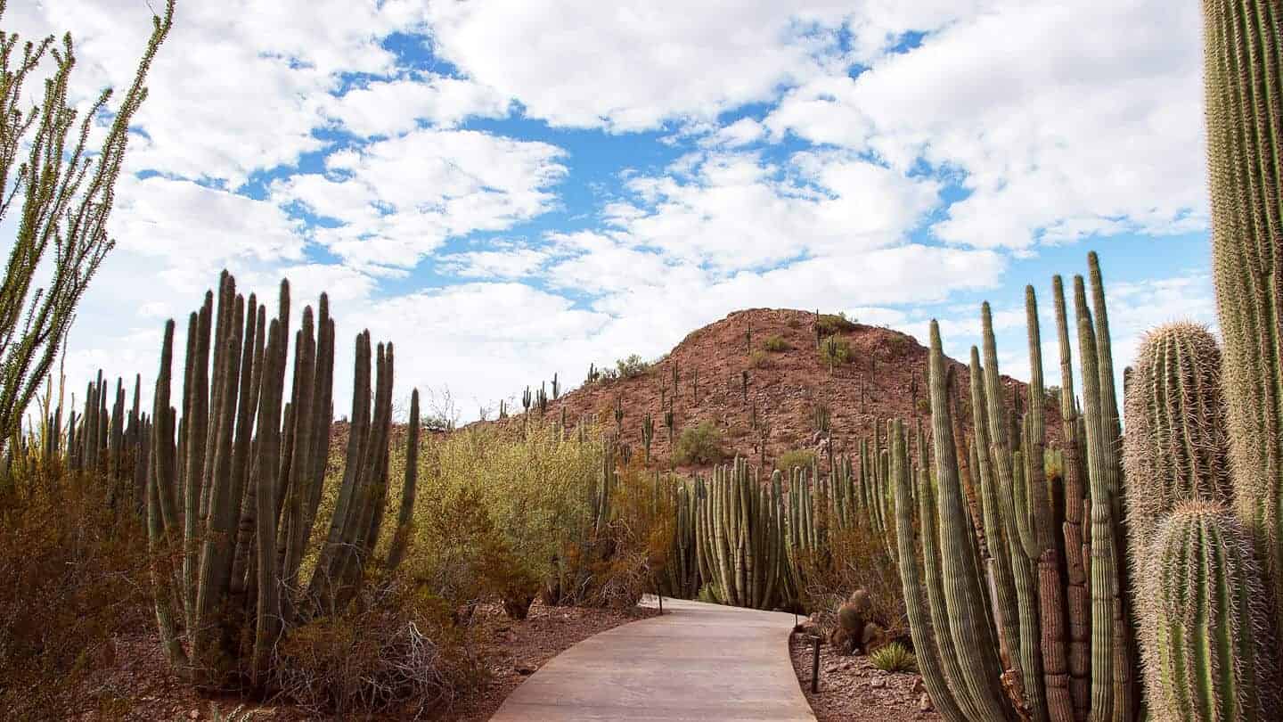 Where to Find the Most Scenic Views in Phoenix [2026]