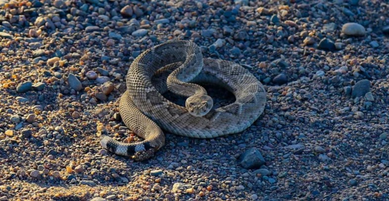 The Western Diamondback Rattlesnake is the most common snake in Phoenix