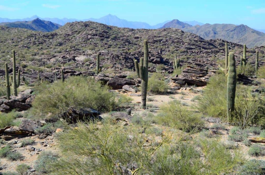 The largest municipal park in the country is located in Phoenix