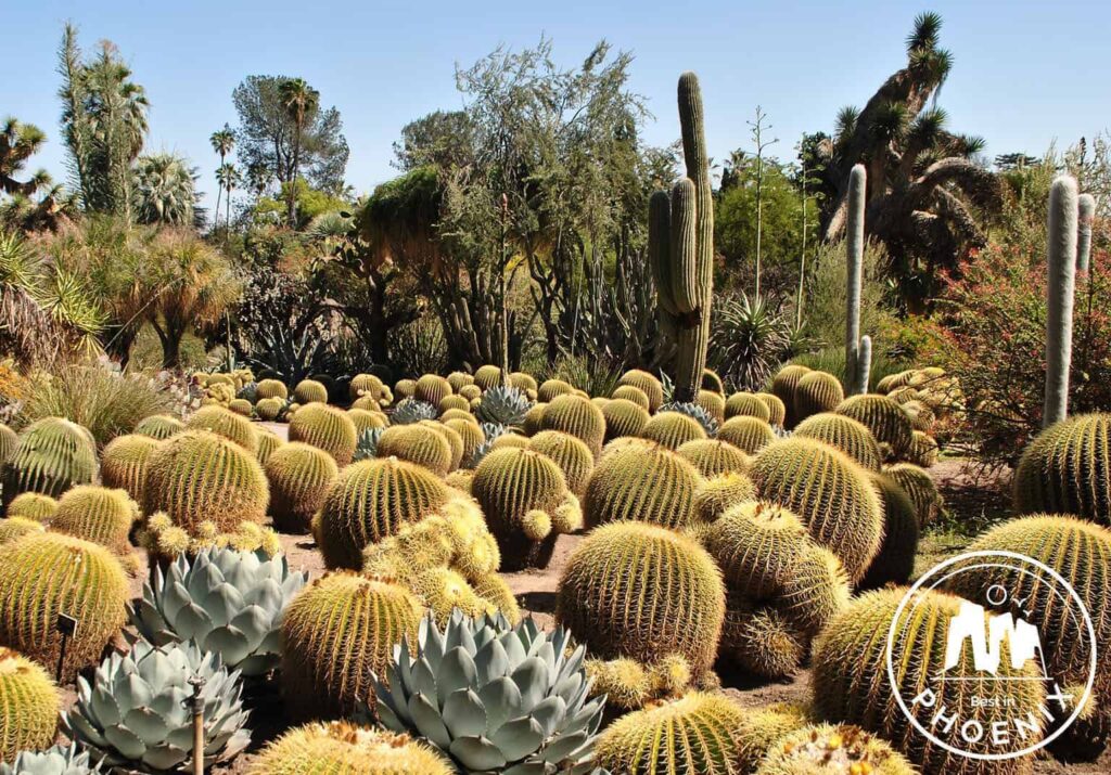Our Top 5 Picks For Best Gardens In Phoenix