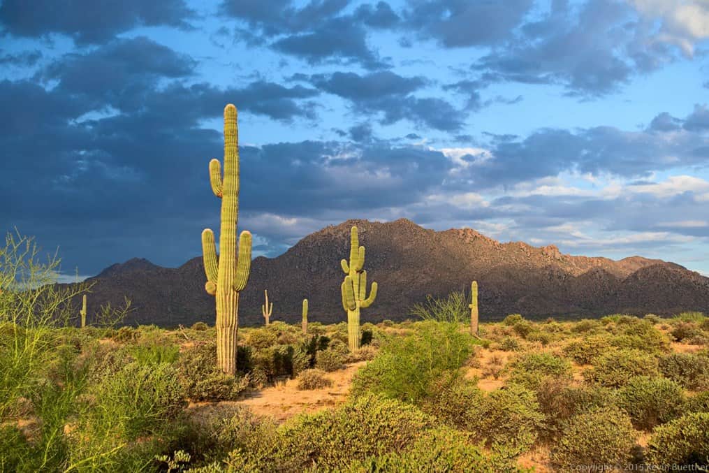 Things to Do at McDowell Mountain Regional Park