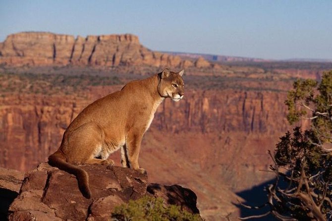 Viewing wildlife's Homepage
