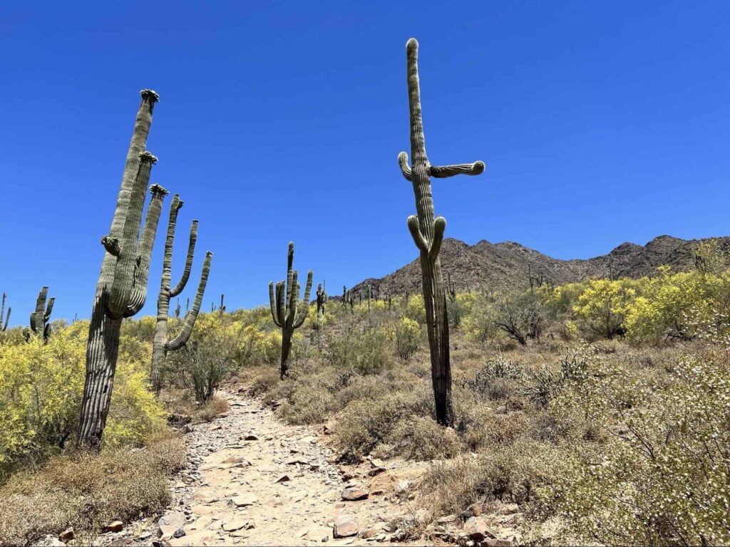 Windgate Pass Trail's Homepage