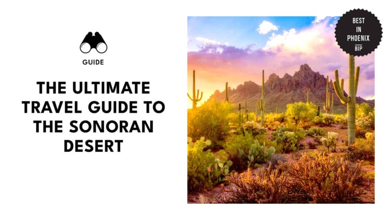 Your Complete Guide to Exploring the Sonoran Desert [2026]