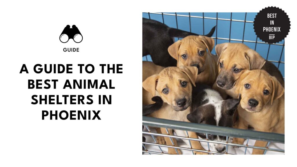 Top 14 Phoenix Animal Shelters for Every Kind of Companion