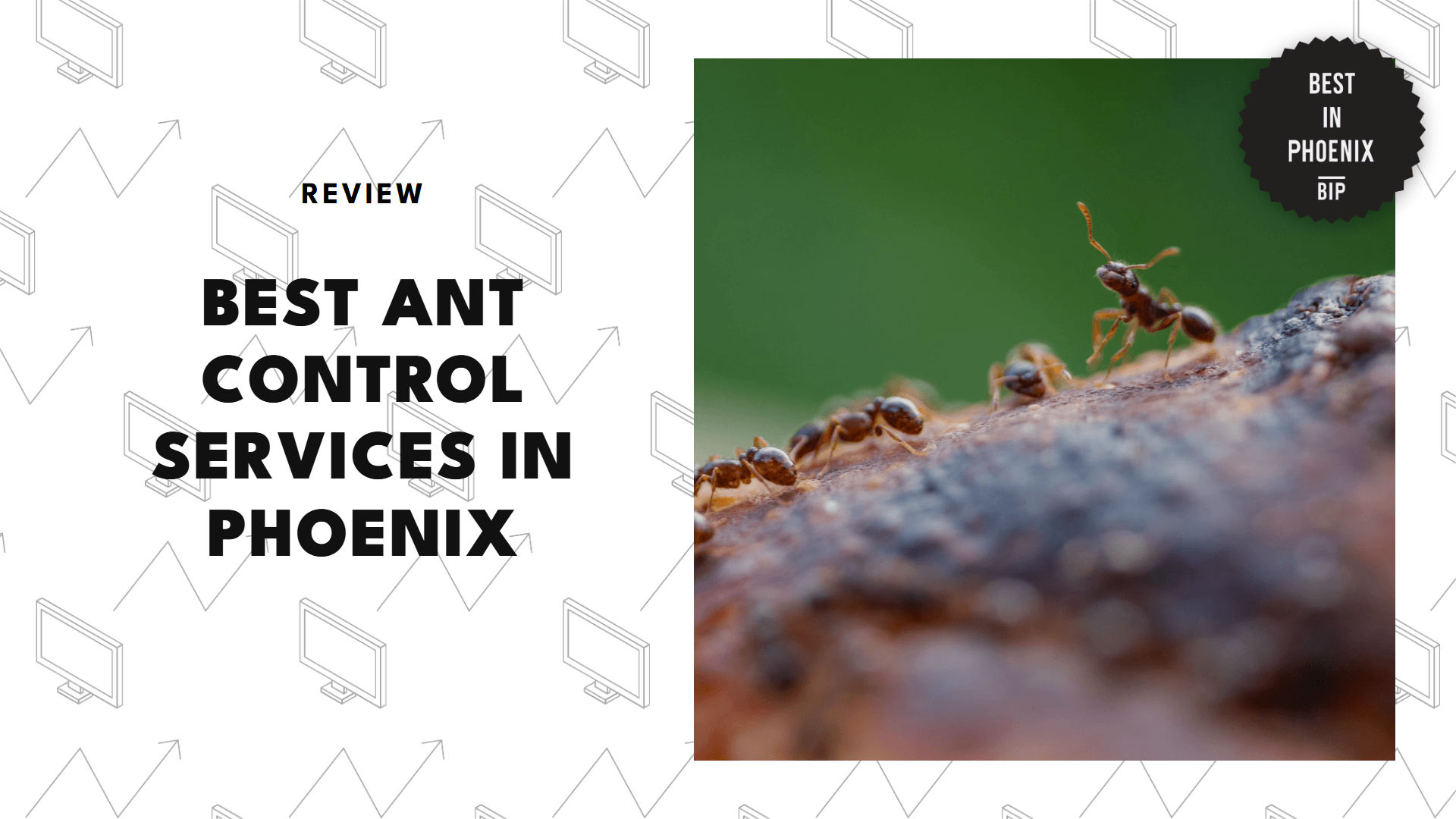 ant-control-services-in-phoenix