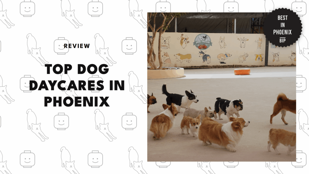 dog-daycare-centers-in-phoenix